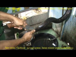 Разделка кобры. Тест ножа ручной ковки "Грибник"