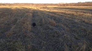 В поисках вчерашней куропатки ( охота на куропатку)