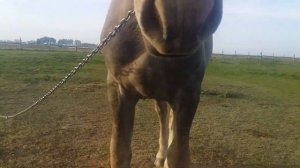 #ЛОШАДИ#ЖЕРЕБЕЦ# ЖЕРЕБЕЦ ПОРОДЫ ПЕРШЕРОН РУСЛАН И БАРОН