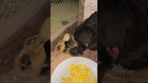 Релакс ? Курица учит цыплят есть