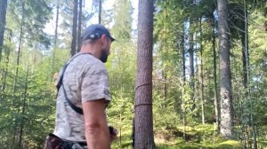 Способ подъема на дерево для охоты с "Седла". Часть 2.
