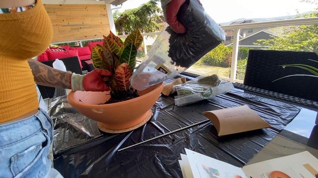 Plant with me - Croton Plant | My Garden Box Mo. 3 смотреть онлайн