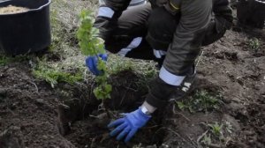 Посадка ягодных кустарников: советы агронома