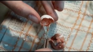 Птенец не может вылупиться из яйца