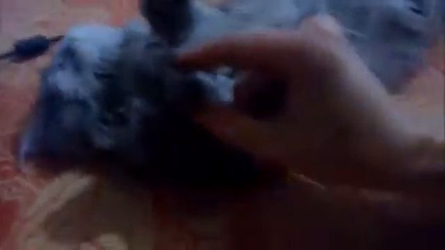 кот крепко спит :D смотреть онлайн