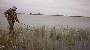 яр базар сазан на 8 кг