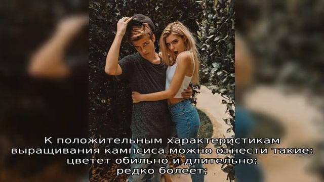 Выращивание кампсиса: что стоит знать перед тем, как посадить агрессивную лиану на участке смотреть онлайн