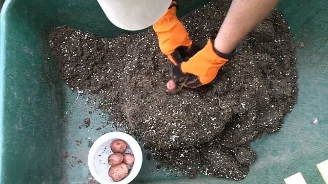 Potato Reveal Red Norland Pot # 5 23May2015 смотреть онлайн