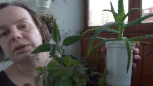 Зимний корм для улиток ахатин - выращиваем сами