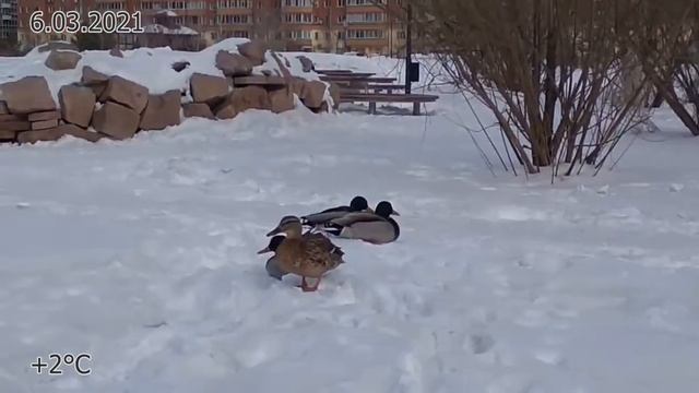 Утки прилетели на замёрзший пруд 6.03.2021 смотреть онлайн