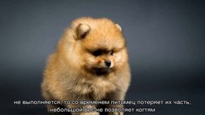 Карликовый шпиц: как выглядит мини порода