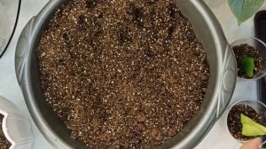 Замиокулькас - размножение листом