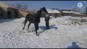 Продажа жеребцов в Алтайском крае