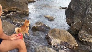 Сиба-ину играет у моря