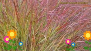 Просо прутьевидное Скво. Краткий обзор, описание характеристик panicum virgatum Squaw