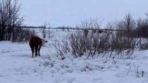 КАК ОТЛИЧИТЬ ГЕРЕФОРДА ОТ КАЗАХА????