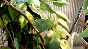 Малыши йеменских хамелеонов