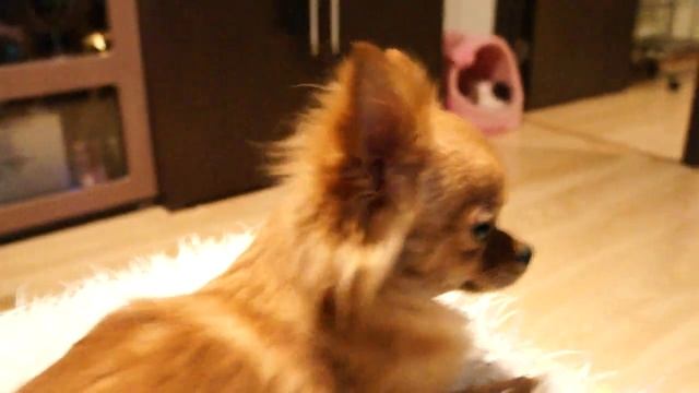 Mi-Mi и Sony Nex-3 смотреть онлайн