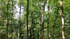 Лечебное Утреннее Пение Птиц в Лесу.