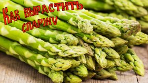 Как вырастить спаржу (аспарагус) на своем участке. Asparagus cultivation.