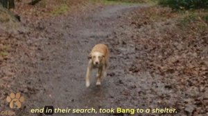 While Taking a Walk, a Man Noticed a Skinny Dog in the Woods, Curled Up and Waiting for His Time to