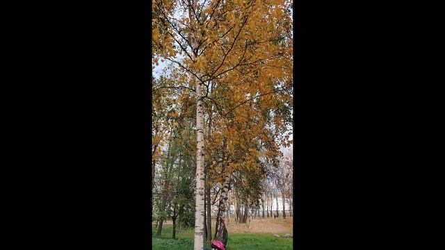 Ищем листья для поделки. 10 октября смотреть онлайн