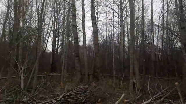 работа в лесу на мтз82
