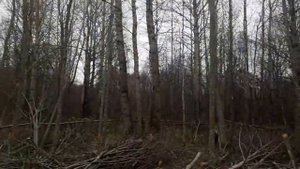 работа в лесу на мтз82