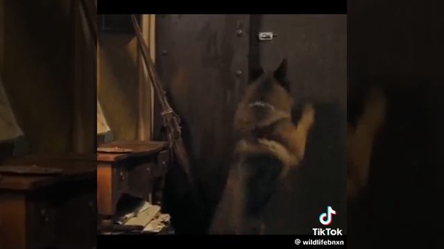 пес