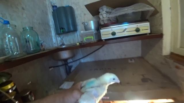 Сушка с абрикос для компота на зиму...крашу двери!!! смотреть онлайн