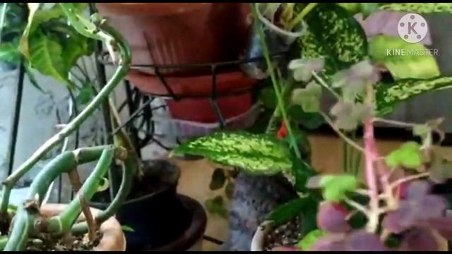 Обзор моих цветочных полочек. смотреть онлайн