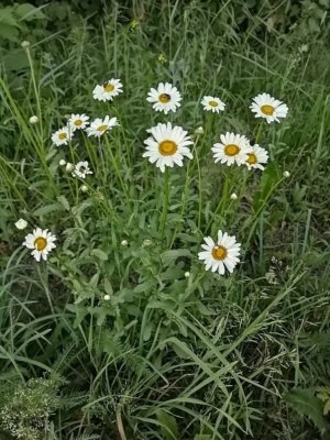 80. Нивяник обыкновенный - Leucanthemum vulgare