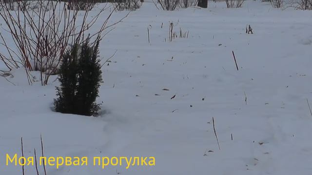 HTVS - Щенок хаски голубые глазки ✿ Cute husky puppy
