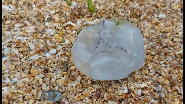 Крым.море.пляж.посёлок Заозёрное.август 2021год смотреть онлайн