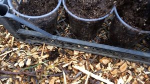 Посадка корня малины в стакан.