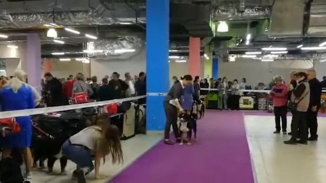Монопоподная выставка собак. Аппенцеллер зенненхунд. Чак с Внуковского раздолья. Чайна-Таун.