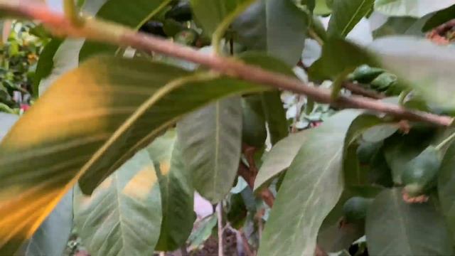 Starfruit Trees (Carambola) in the Fresno/Visalia Area смотреть онлайн