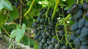 Ультра ранние виноград Ромбик,Невеста,Атос,Супер Экстра,Велес. 2019