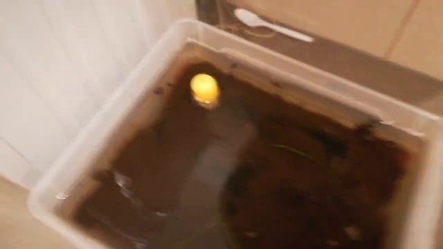 Разведение трубочника смотреть онлайн