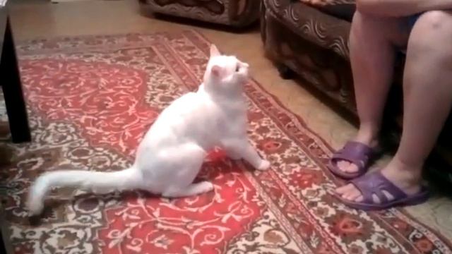 Кусачий кот смотреть онлайн