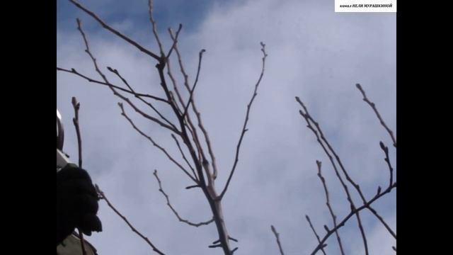 ОБРЕЗКА перепривитой ГРУШИ. Как правильно ЗАРАСТИТЬ СРЕЗЫ после перепрививки.