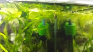 улитка Физа ( жизнь в аквариуме)