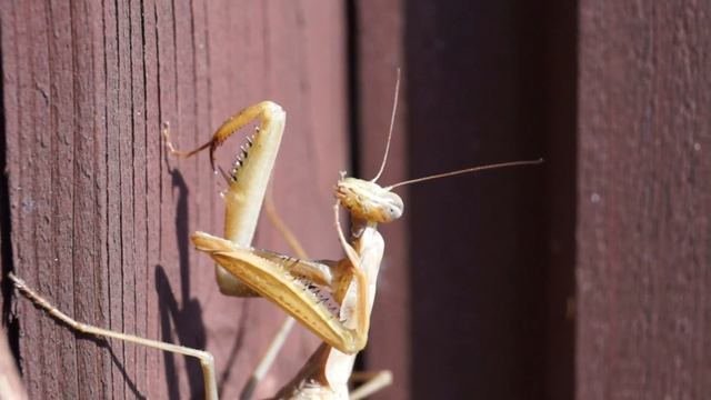 Богомол умывается как котенок смотреть онлайн