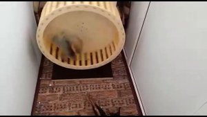 белка учится пользоваться беговым колесом
