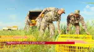Выпуск утят кряквы в дикую среду