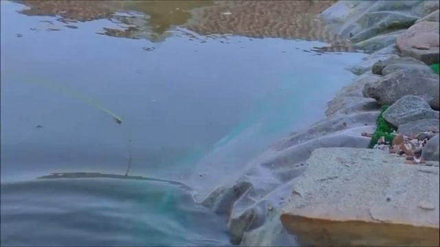 канал Саша Торопов Царевна лягушка смотреть онлайн