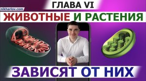 ? Обзор метаболизма №1. Глава VI. Аэробный Метаболизм УглеВодов. Обмен веществ в митохондриях.