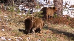 Прогулка в лес (занятие из цикла Экологическая тропа)