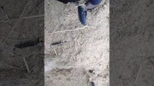 Горелка на сырых опилках.