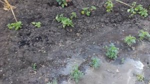 Купили дом на Кубани.Теплица . Индюшата. Бассейн.